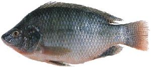 在羅非魚鏈球菌高發(fā)季節(jié)要如何預(yù)防