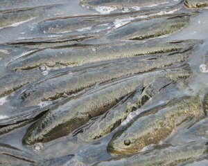 防治黑魚(烏鱧)這三種常見的病害