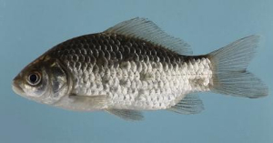 魚病防控有哪些要點